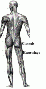 Class3theory.htm_txt_posteriorchain